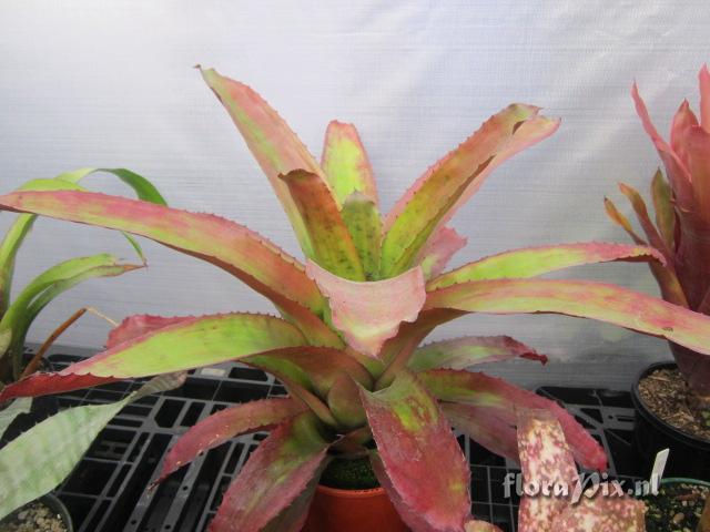 Neoregelia gigas