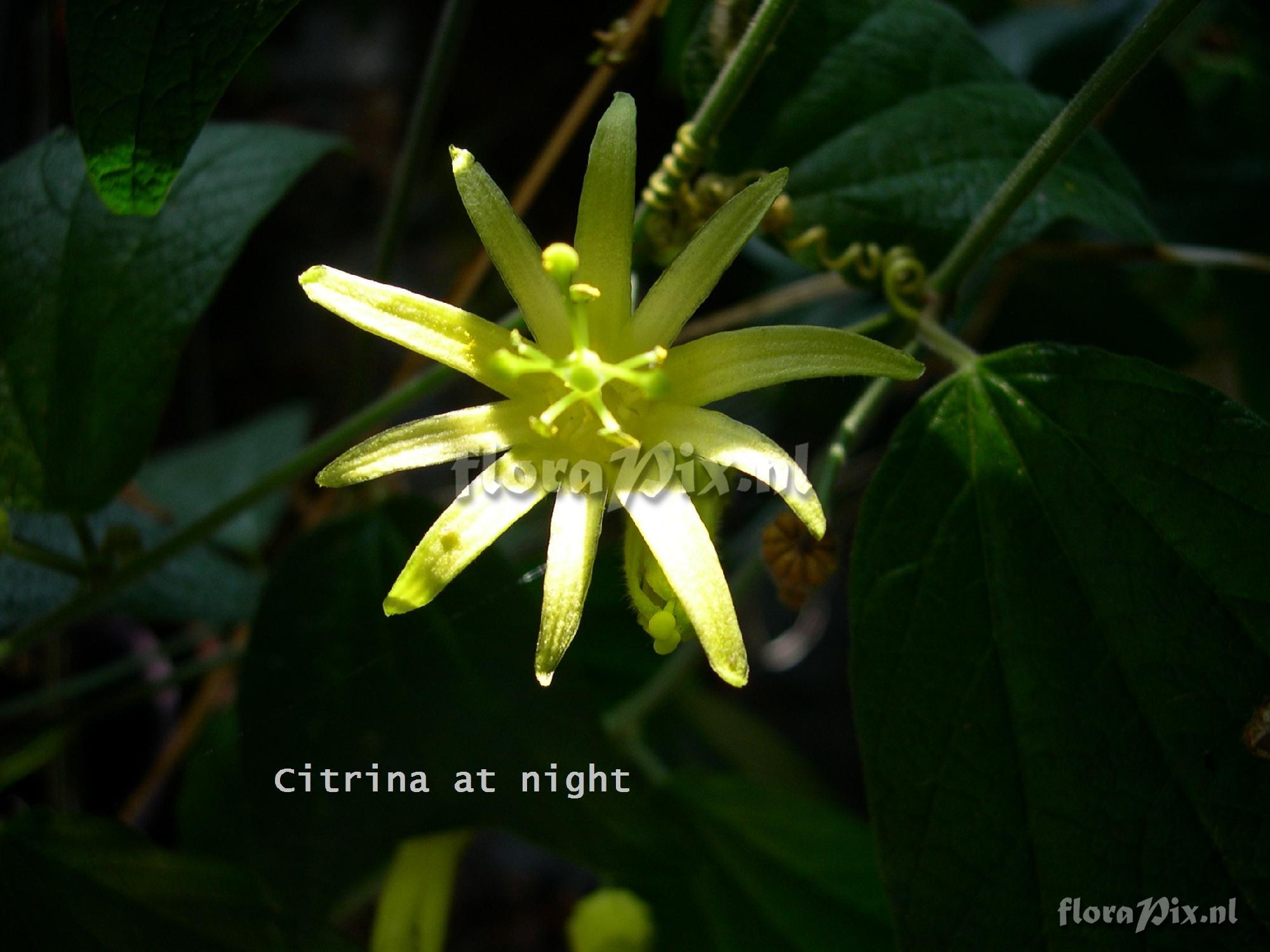 Passiflora citrina