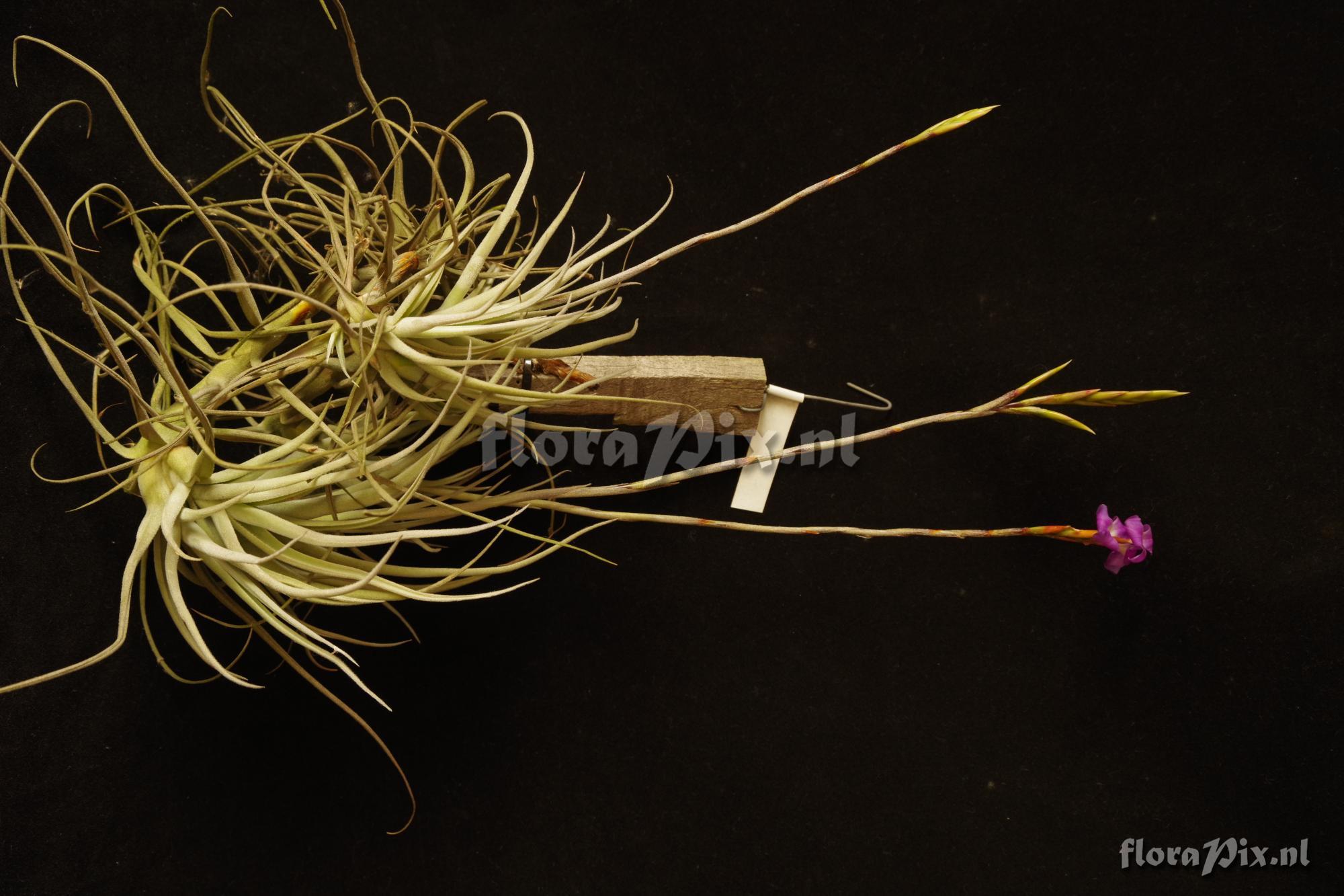 Tillandsia arhiza