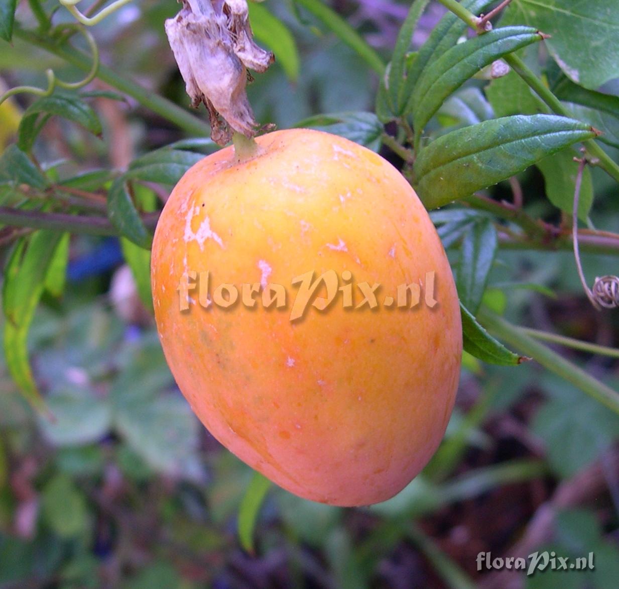 Passiflora 