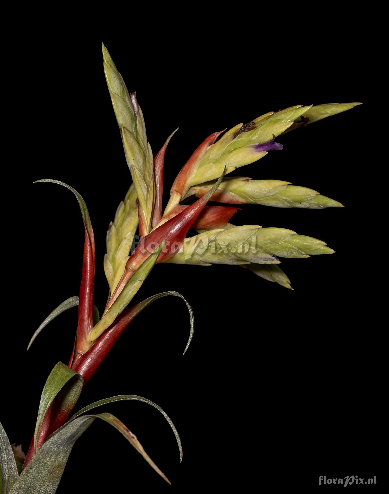 Tillandsia confertiflora