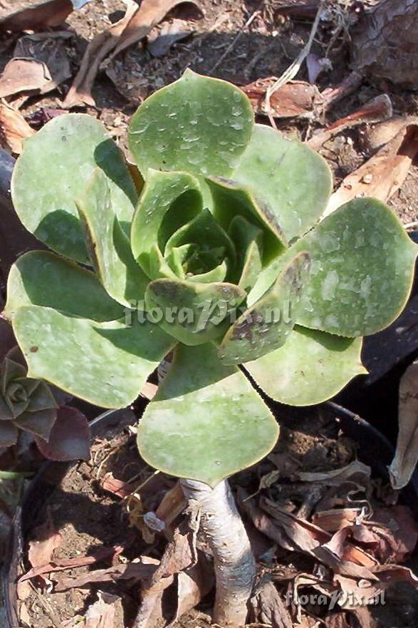 Aeonium leucoblepharum cfr.