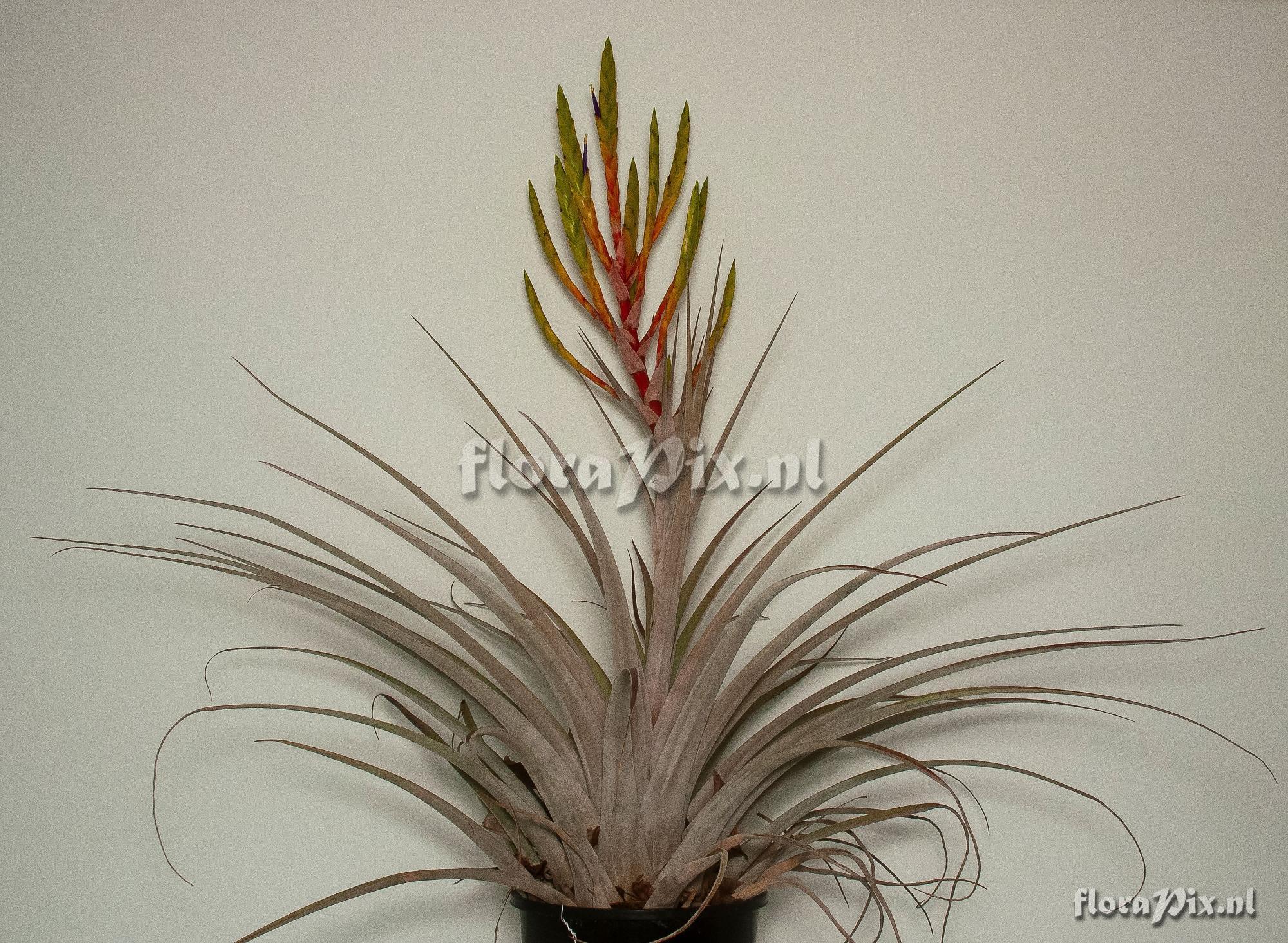 Tillandsia inopinata