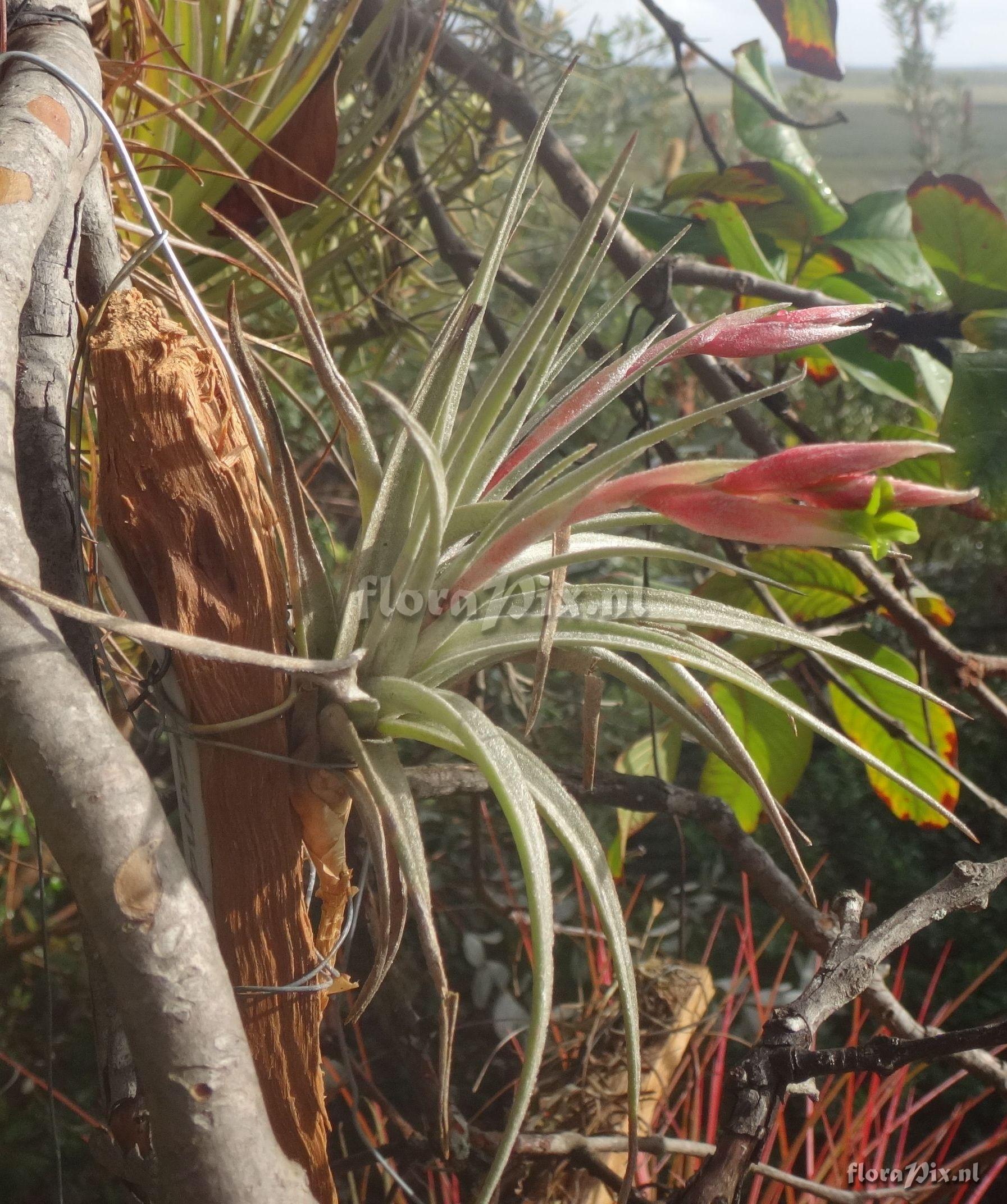 Tillandsia ixioides subsp. viridiflora