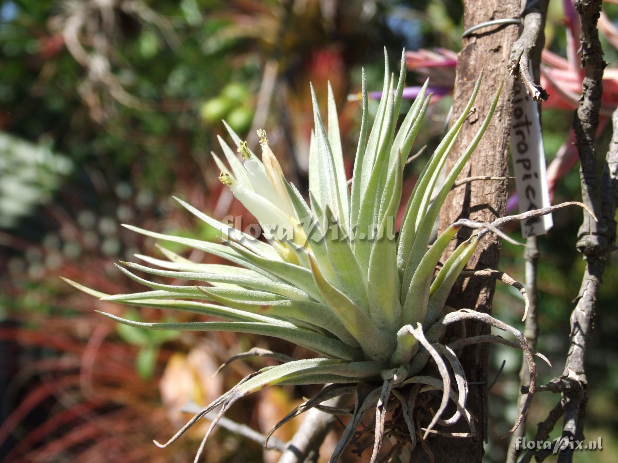 Tillandsia plagiotropica