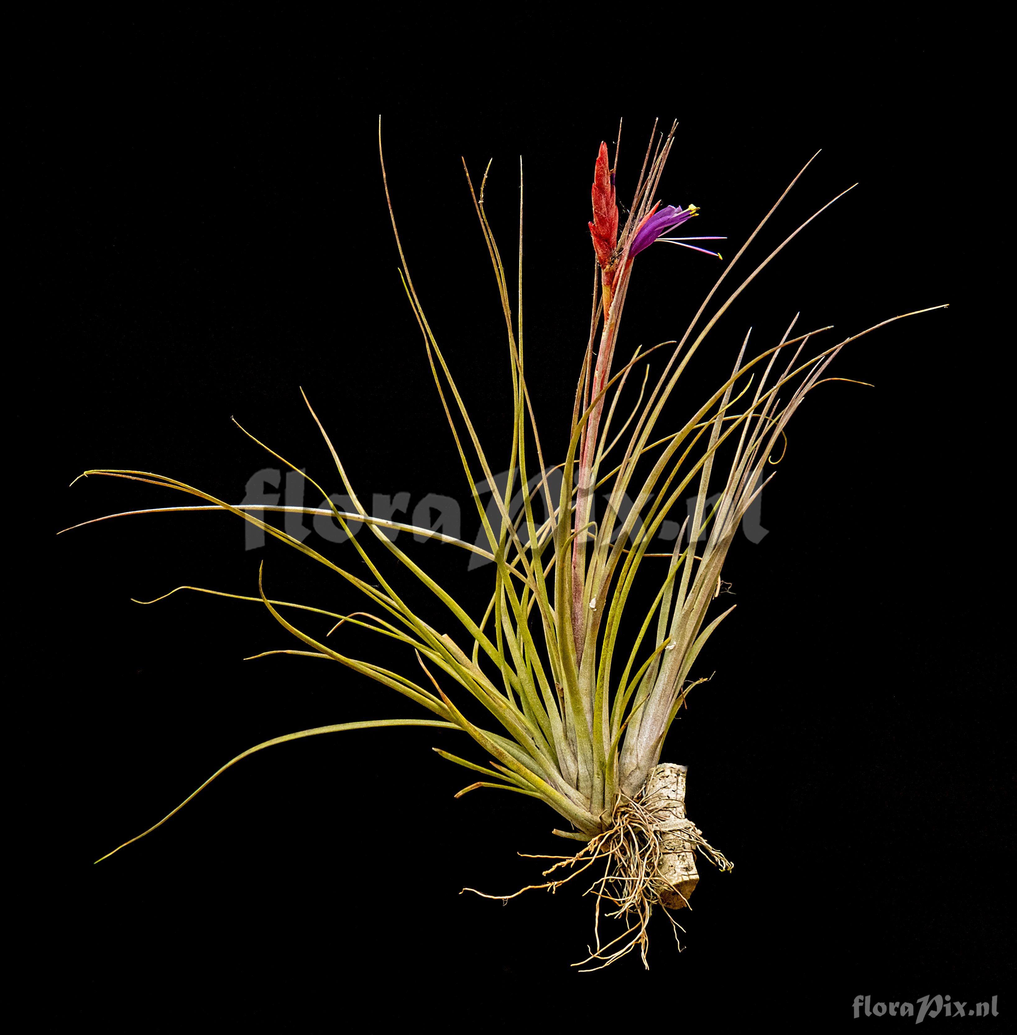 Tillandsia simulata