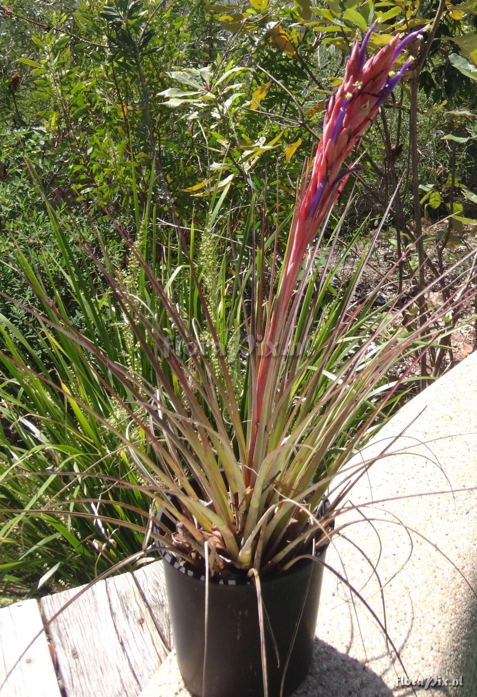 Tillandsia floridana x