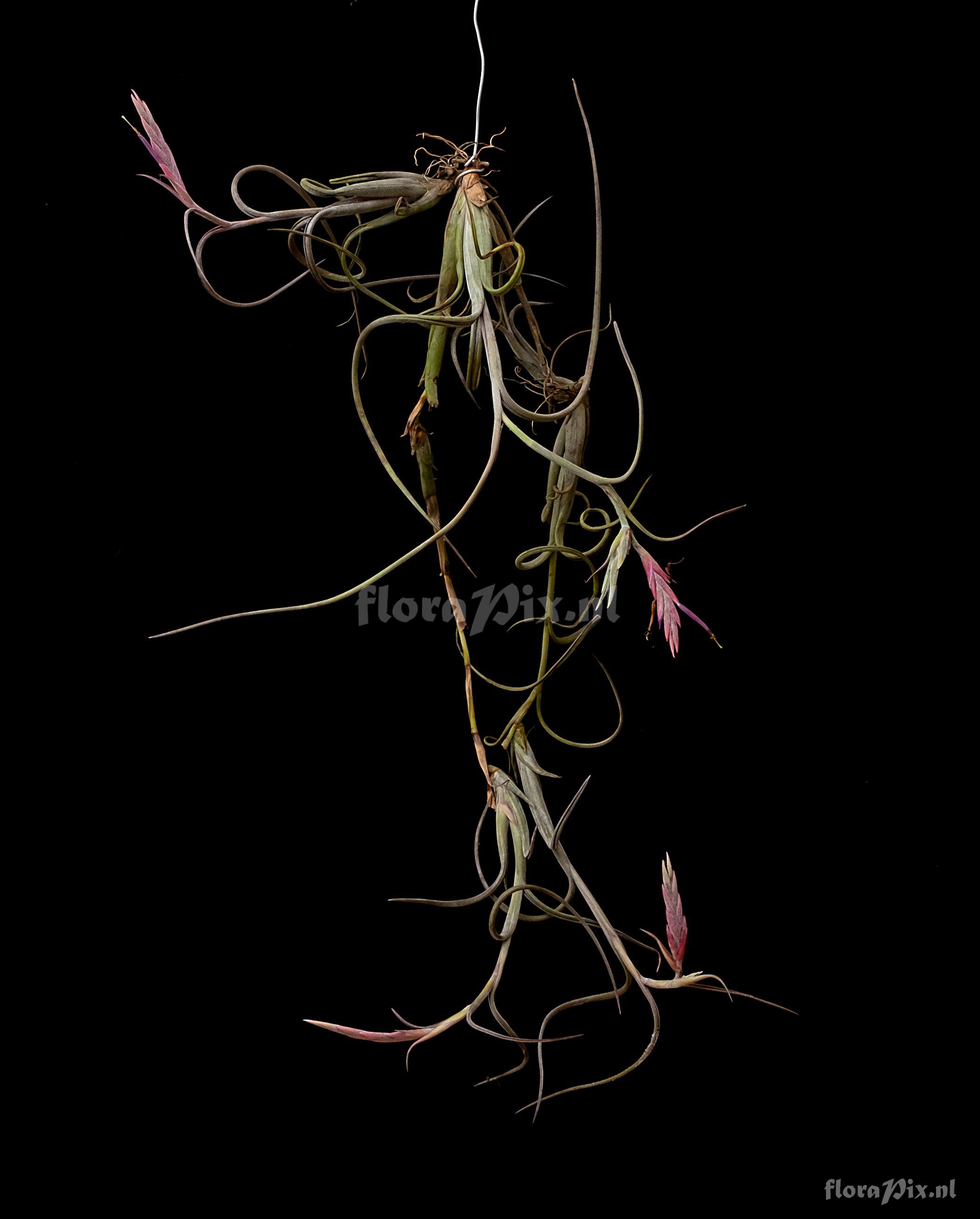 Tillandsia intermedia