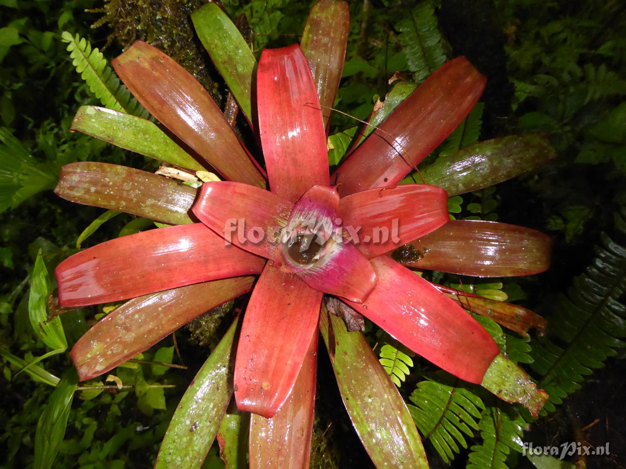 Guzmania sanguinea var. brevipedicellata