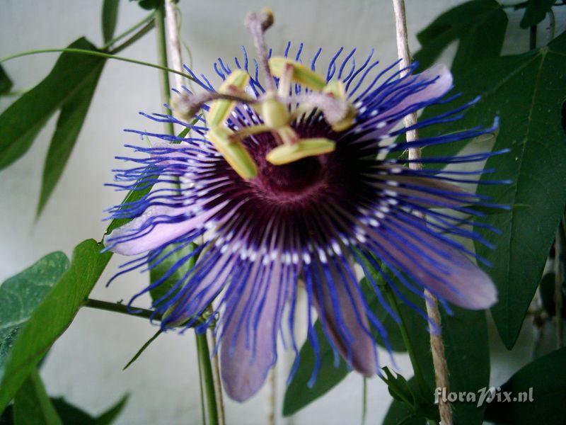 Passiflora 