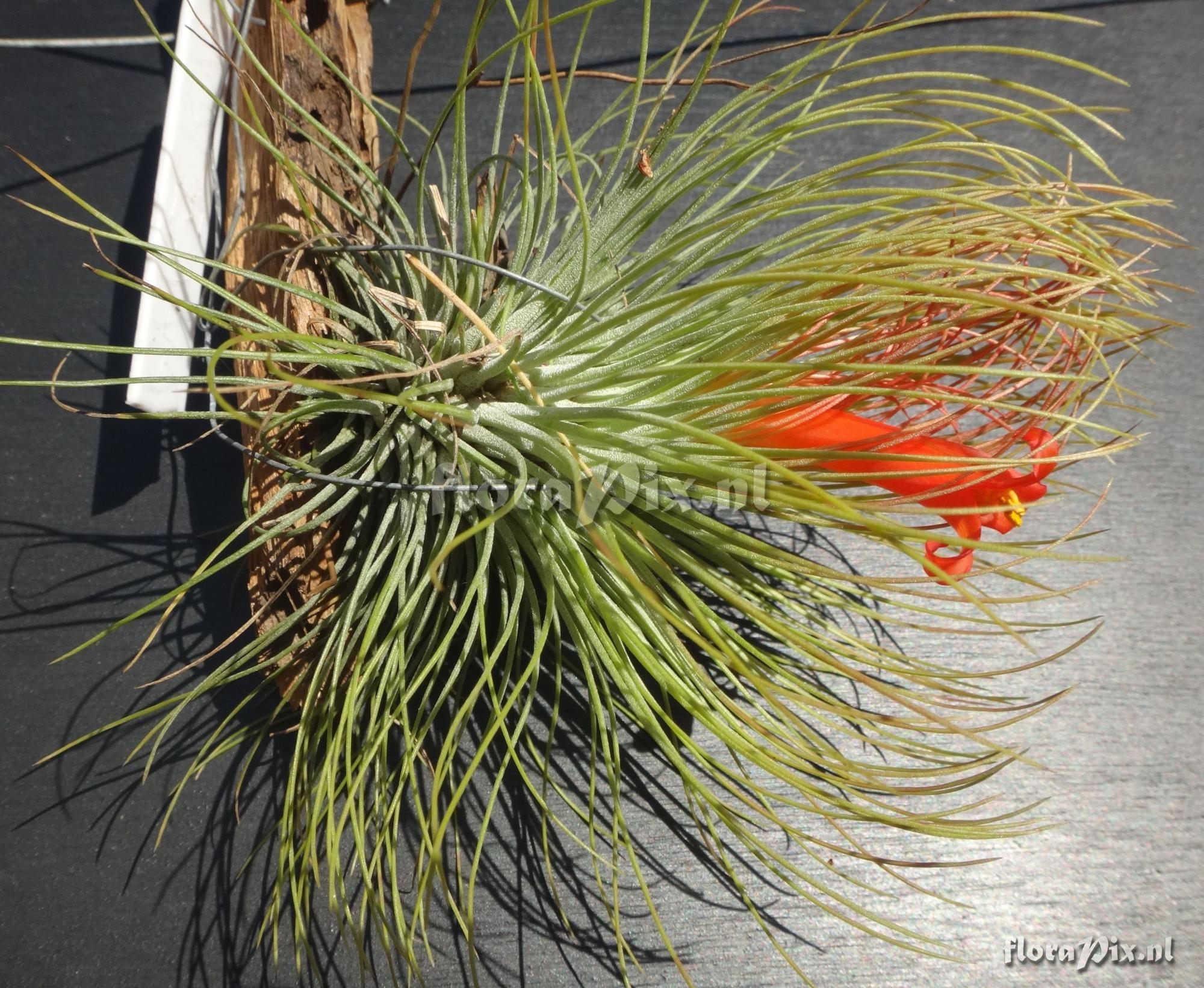 Tillandsia andreana