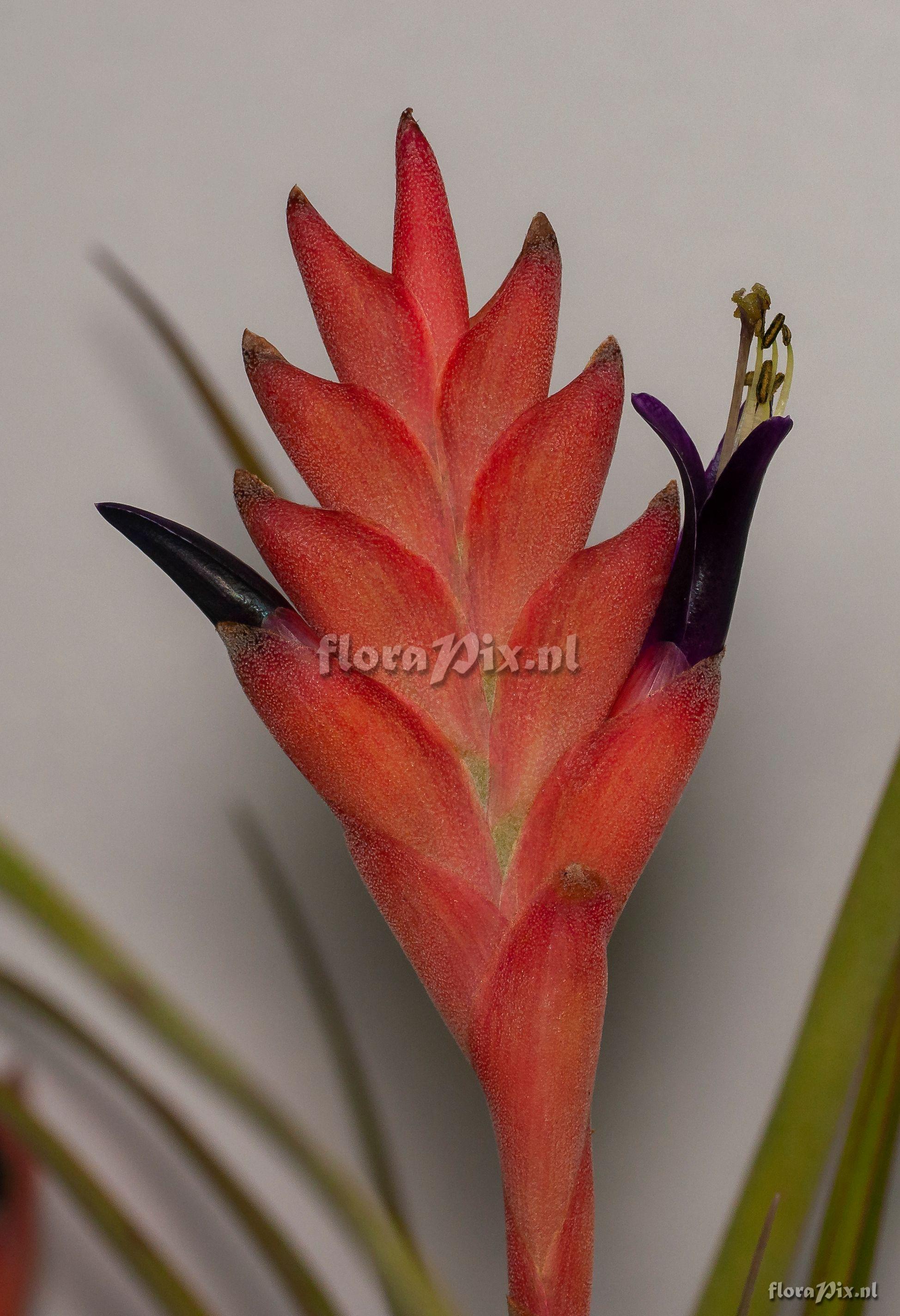 Tillandsia barclayana var, minor