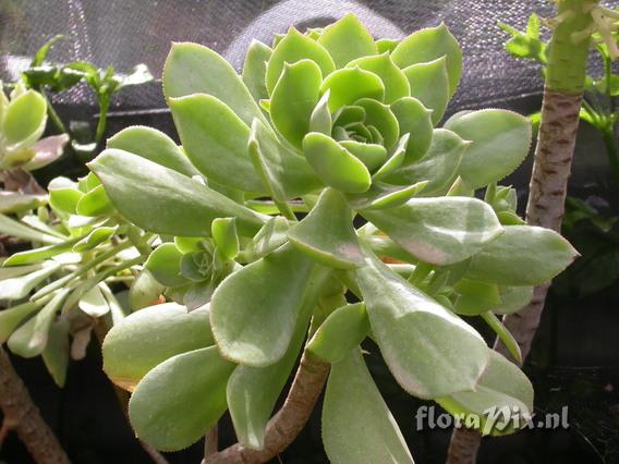 Aeonium stuessyi