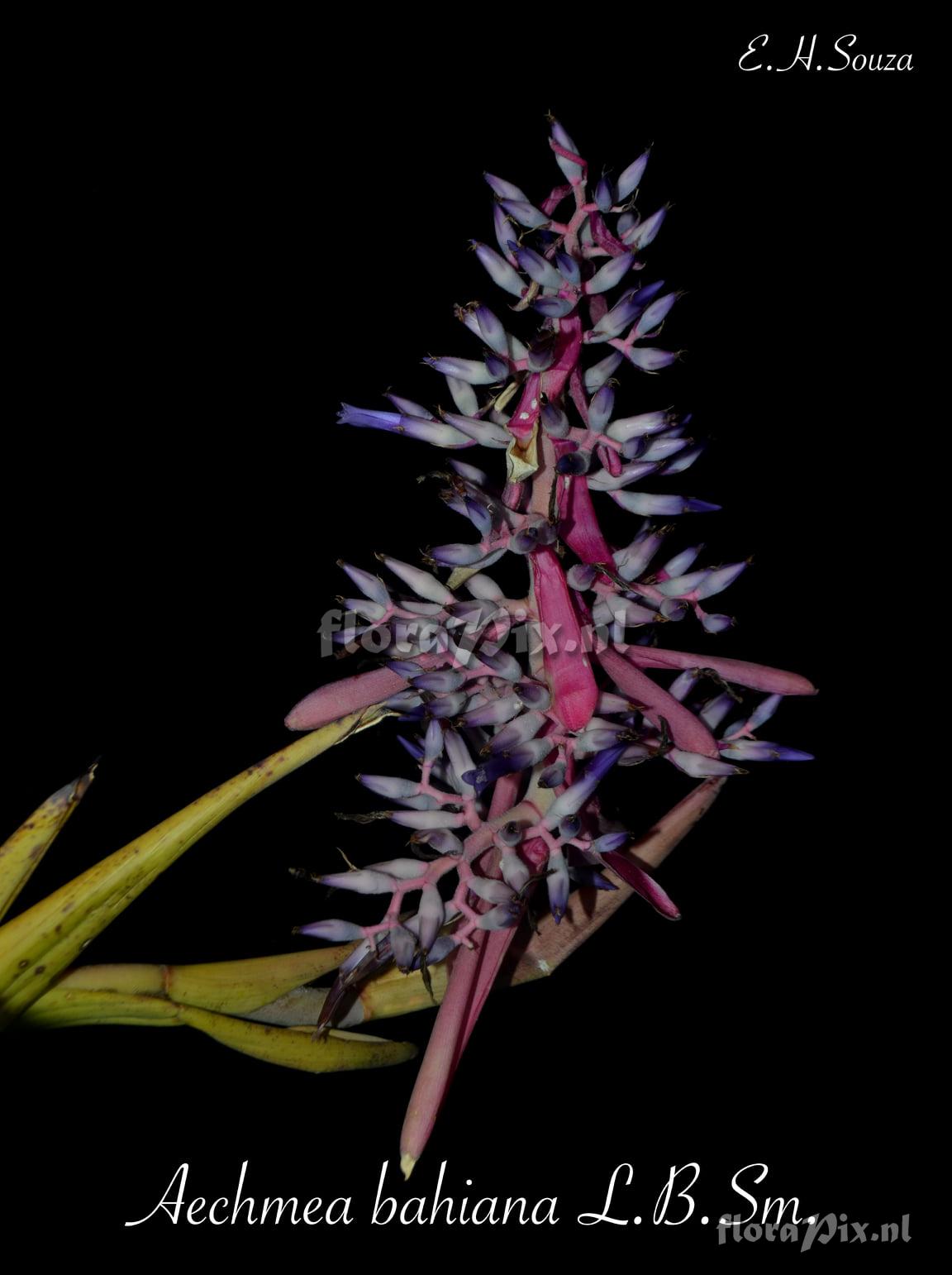 Aechmea bahiana