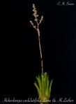 Hohenbergia undulatifolia