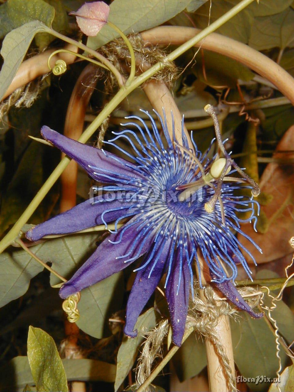 Passiflora 