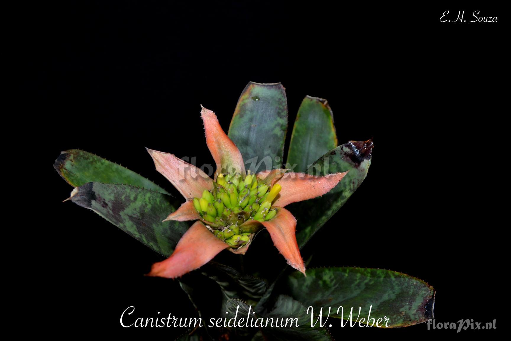 Canistrum seidelianum