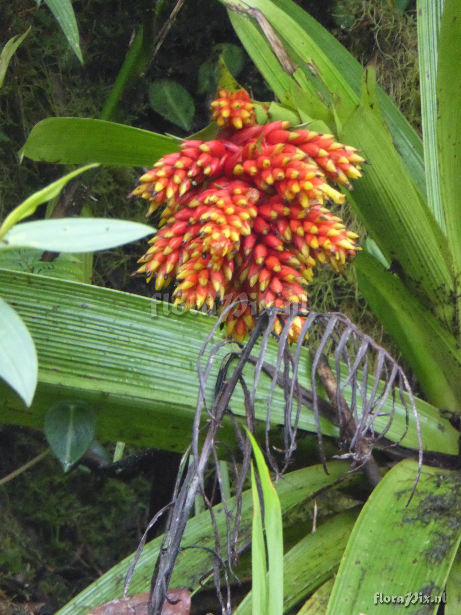 Guzmania rubrolutea