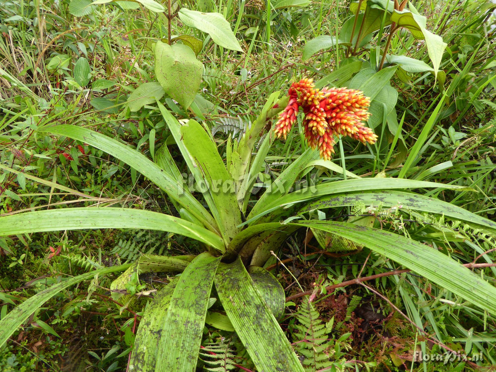 Guzmania rubrolutea