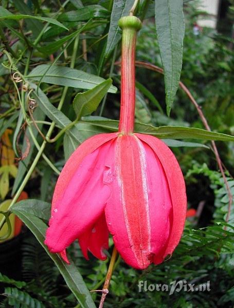 Passiflora antioXparritae hybrid