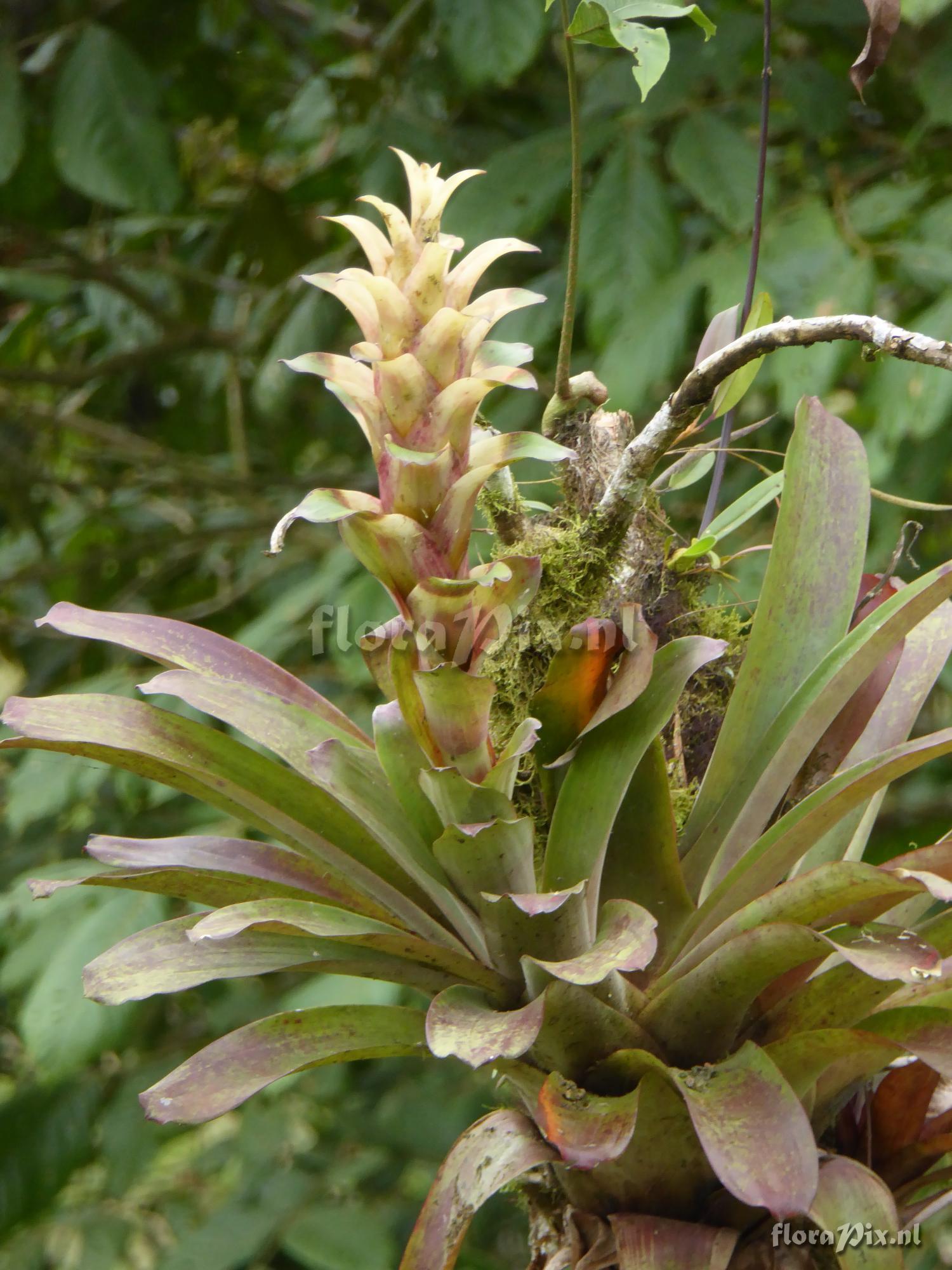 Guzmania anae