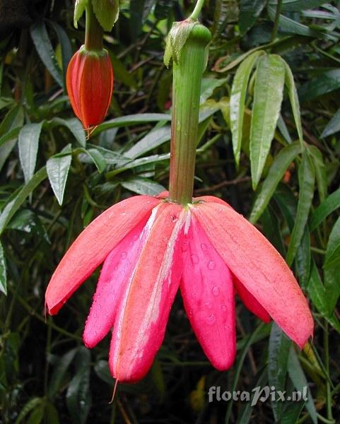 Passiflora exoniensisXparritae