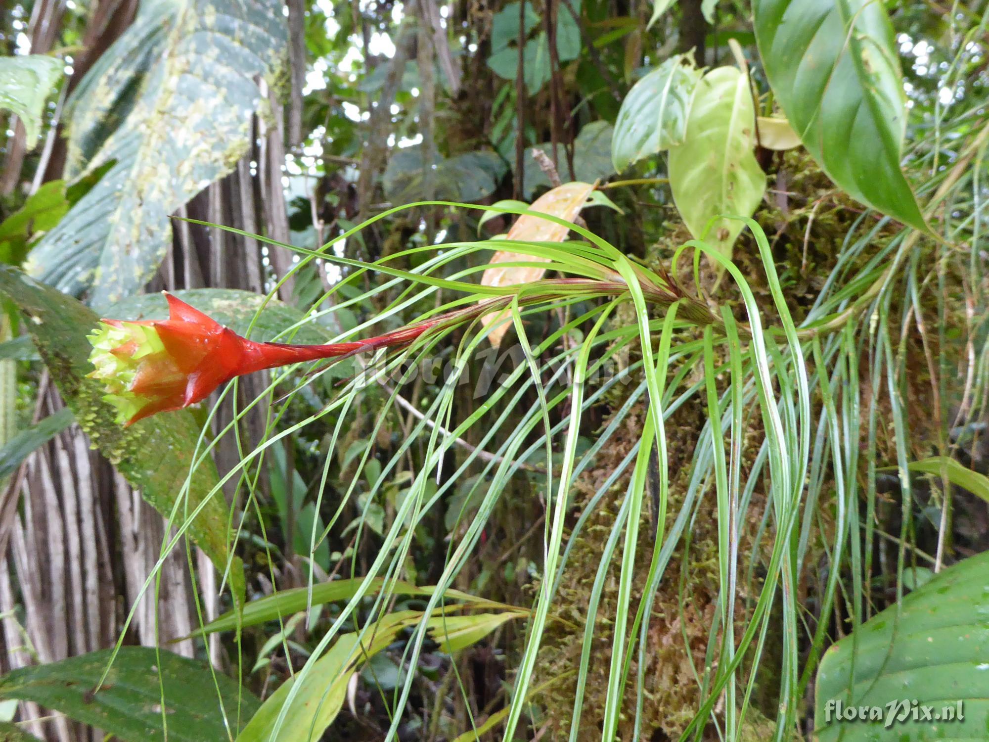 Guzmania graminifolia