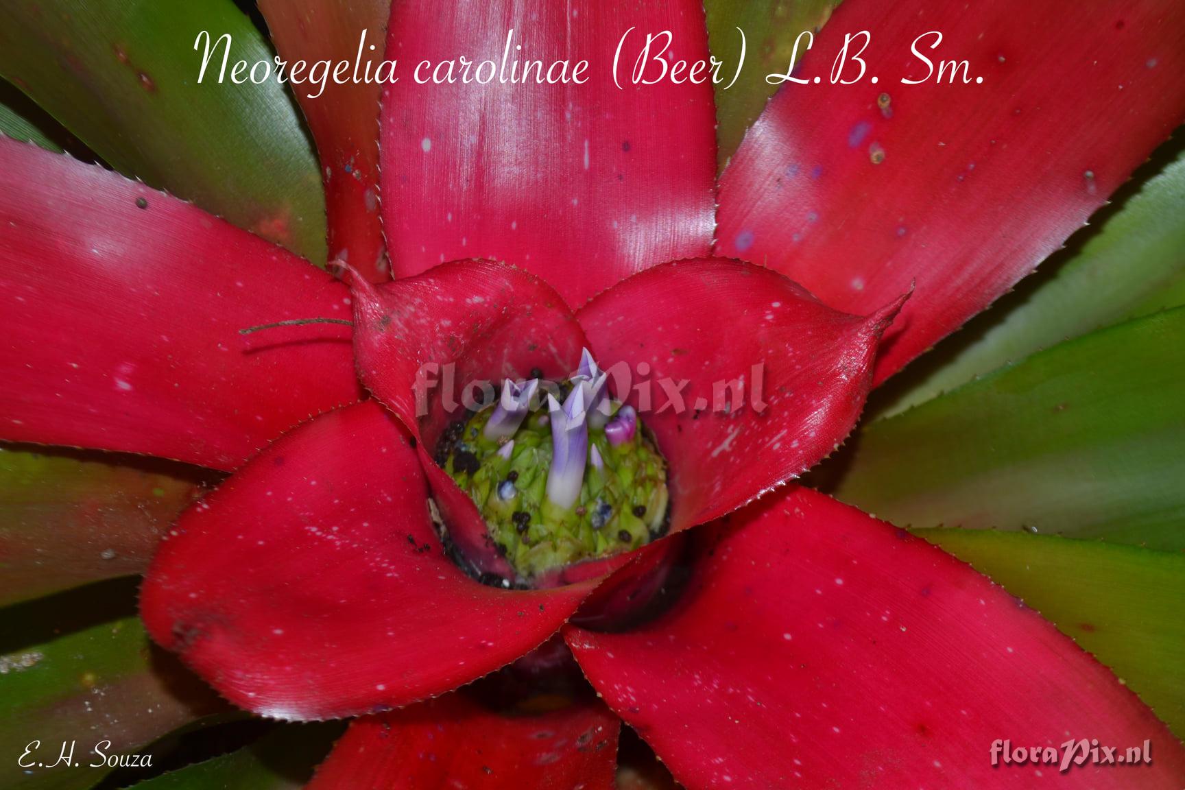 Neoregelia carolinae