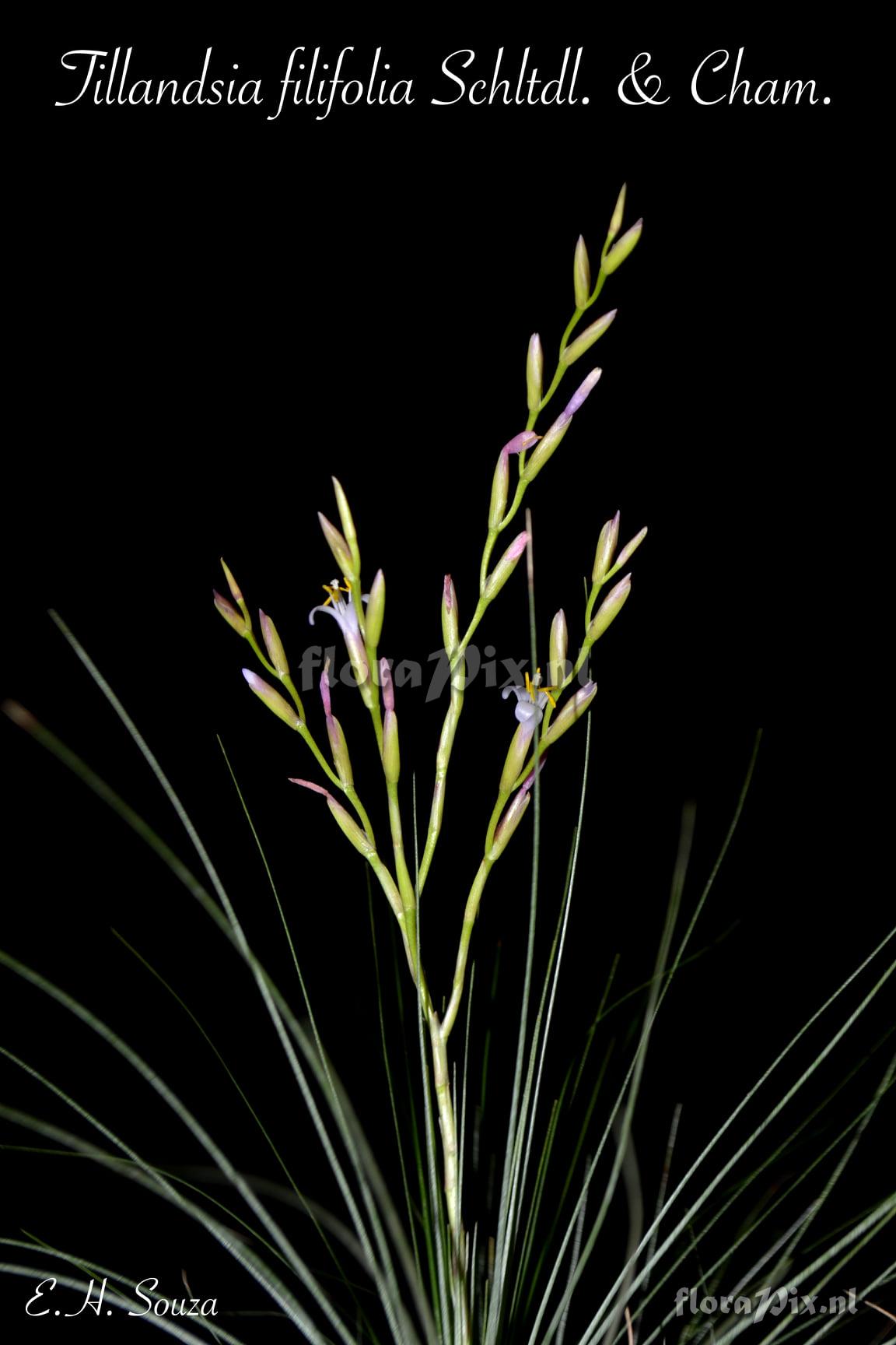 Tillandsia filifolia