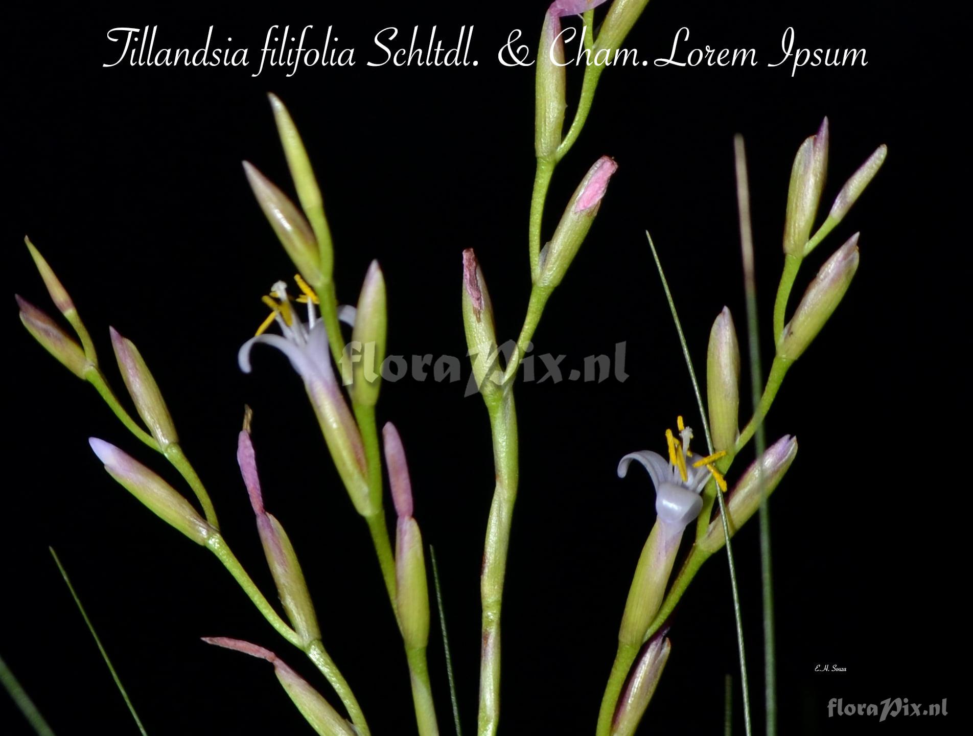 Tillandsia filifolia