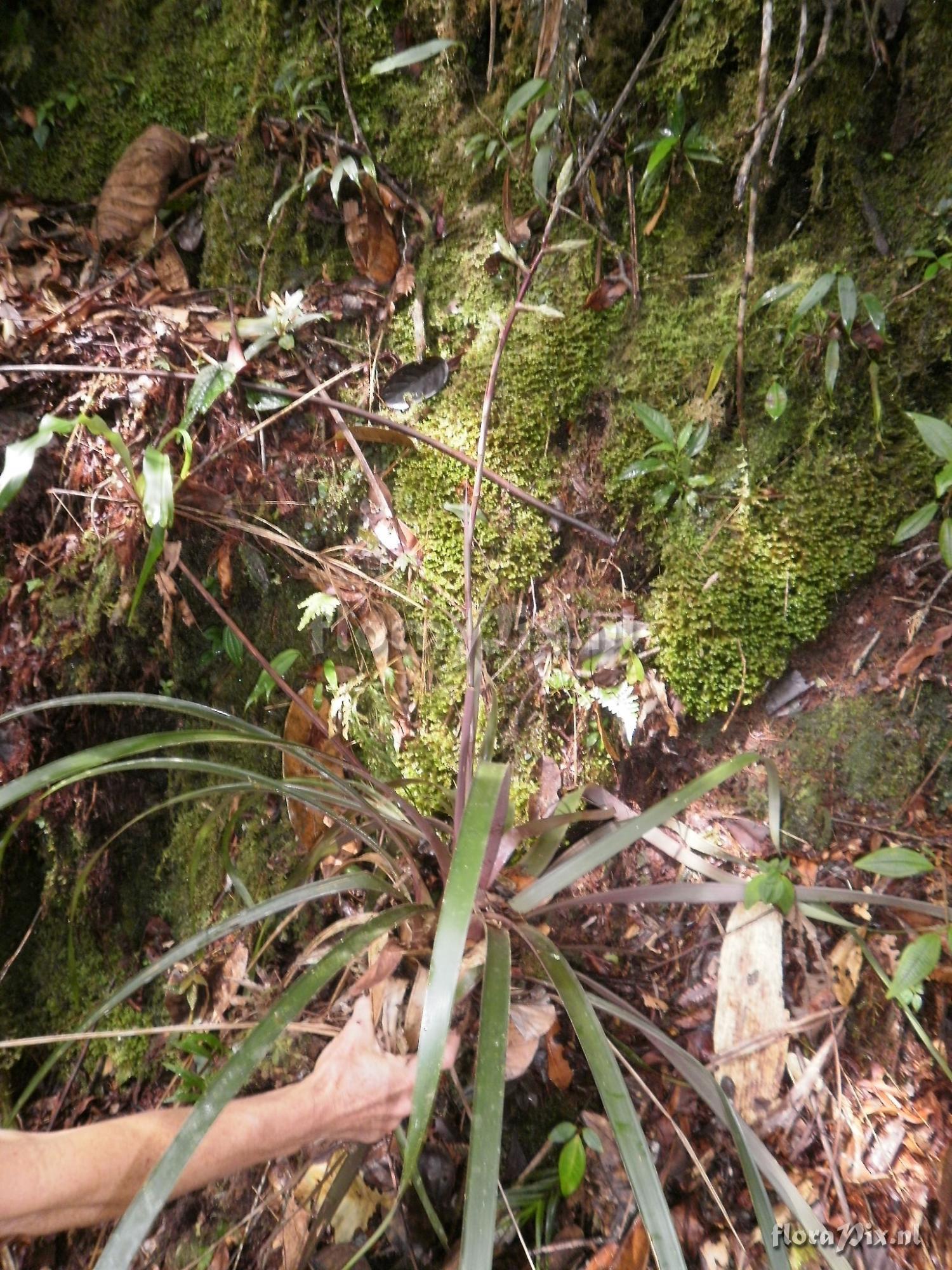 Guzmania henniae