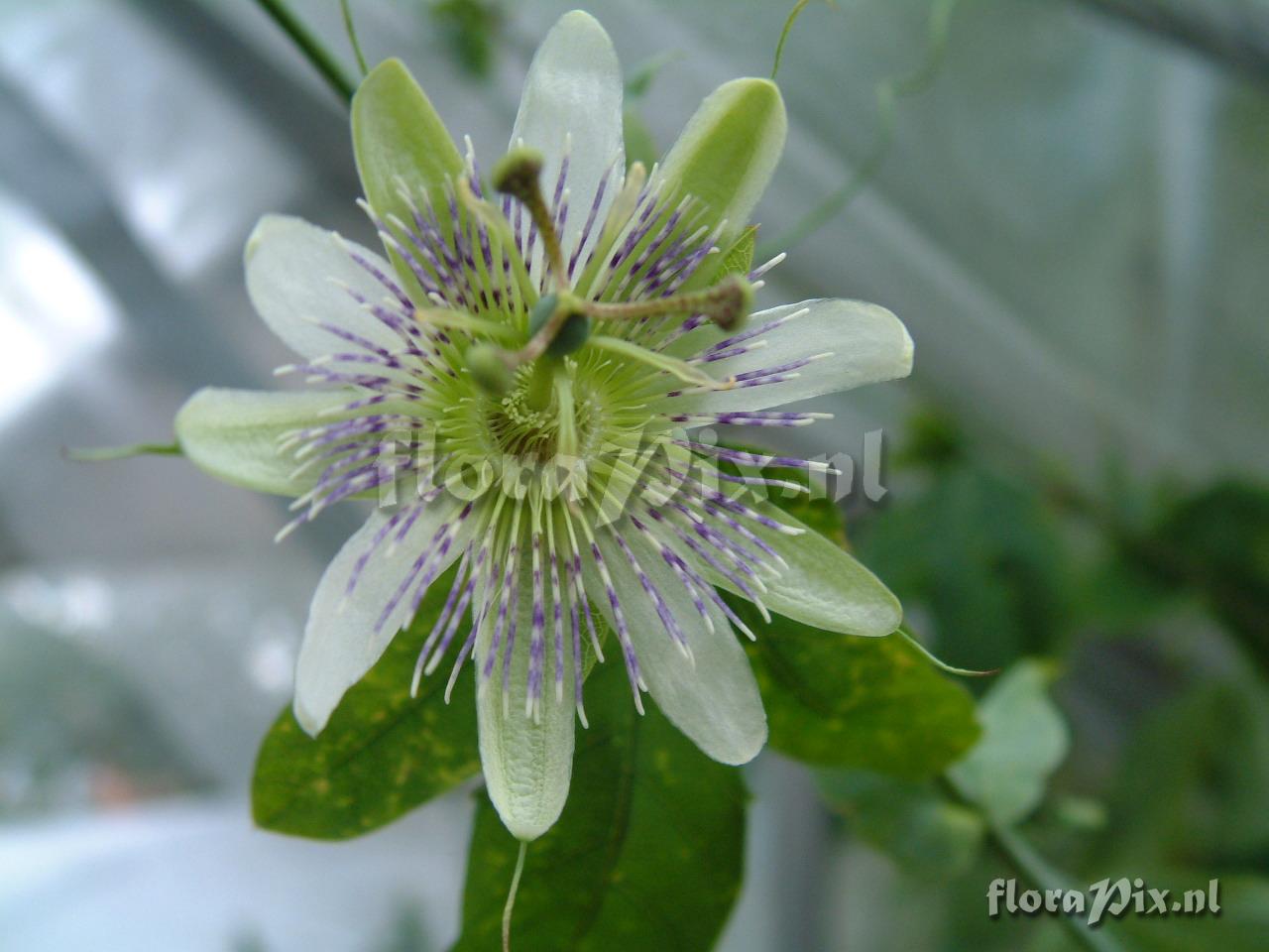 Passiflora 