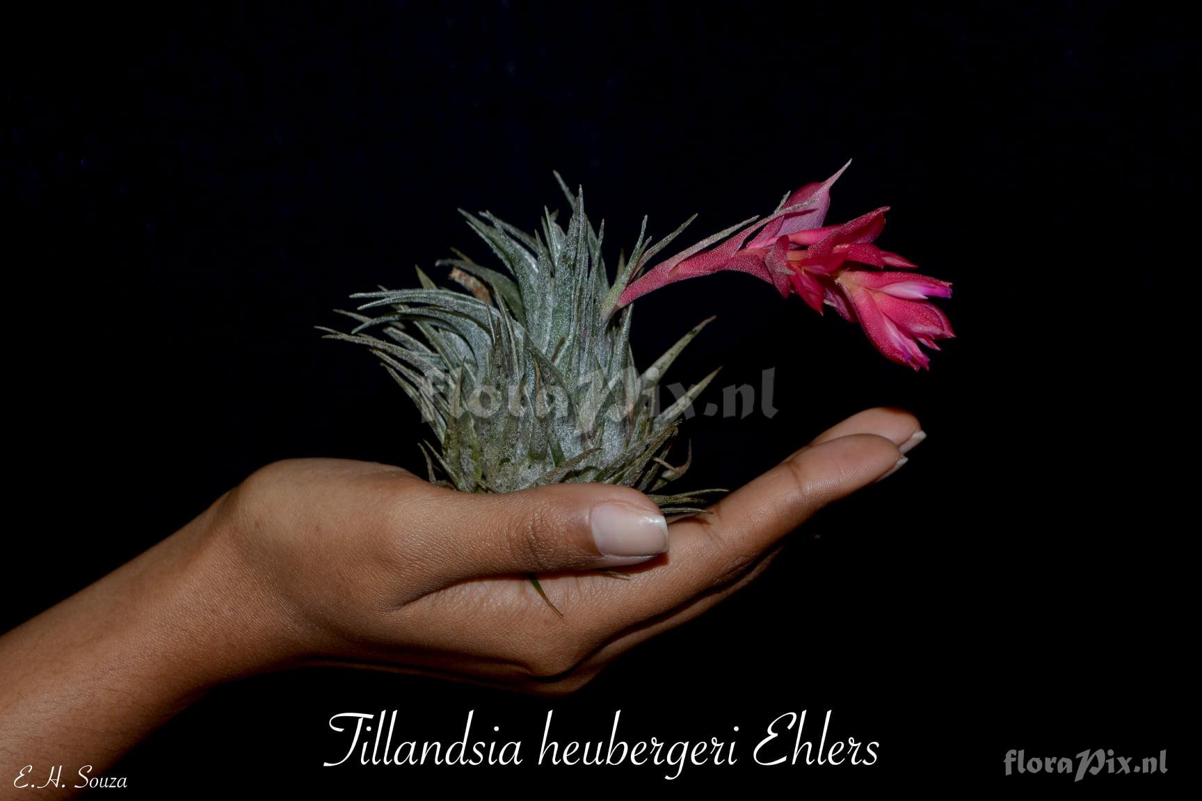 Tillandsia heubergeri