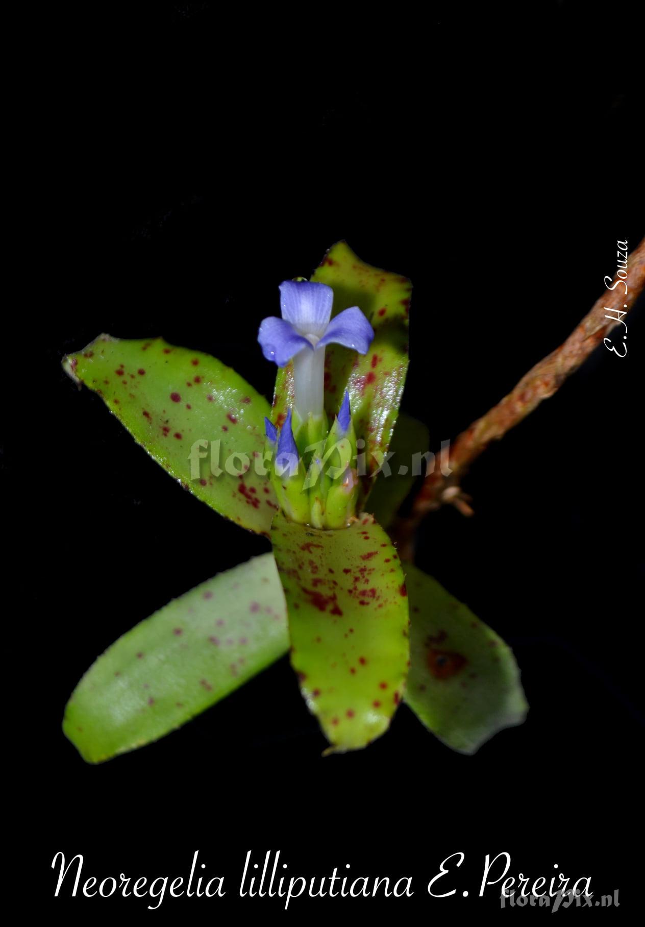 Neoregelia lilliputiana