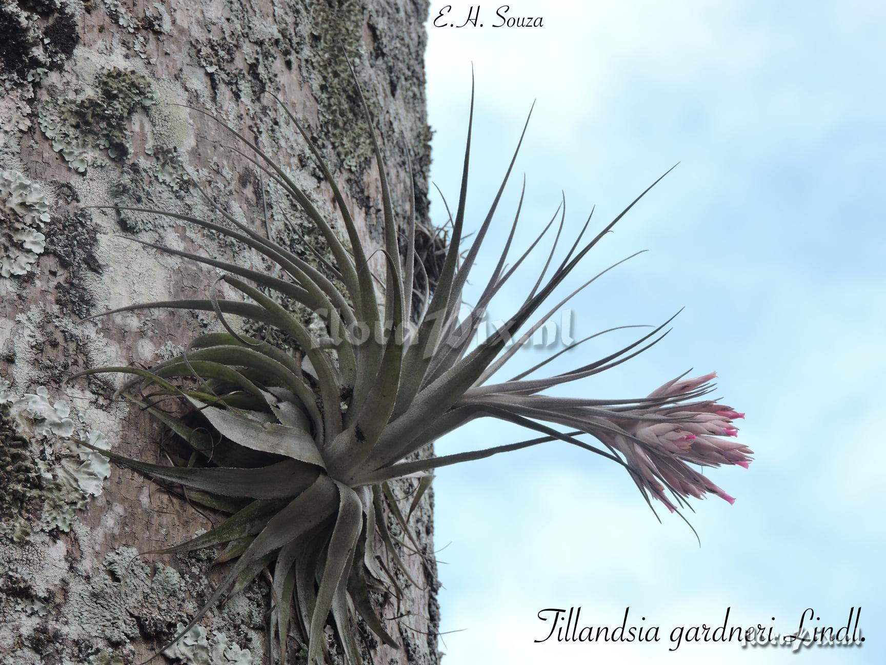 Tillandsia gardneri