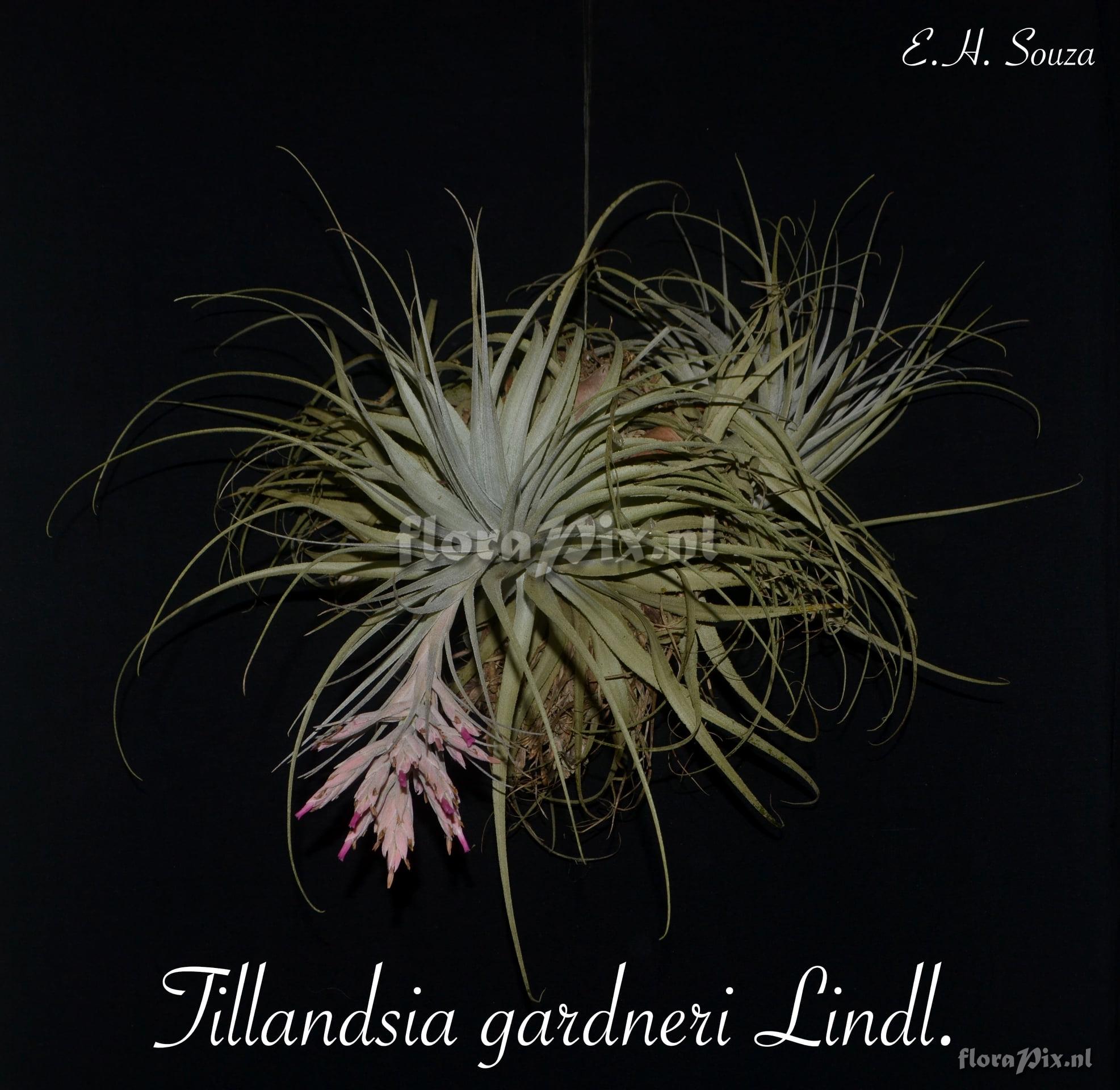 Tillandsia gardneri