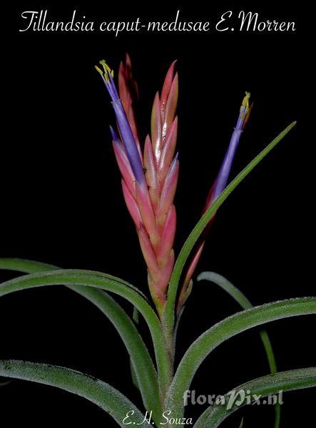 Tillandsia caputmedusae