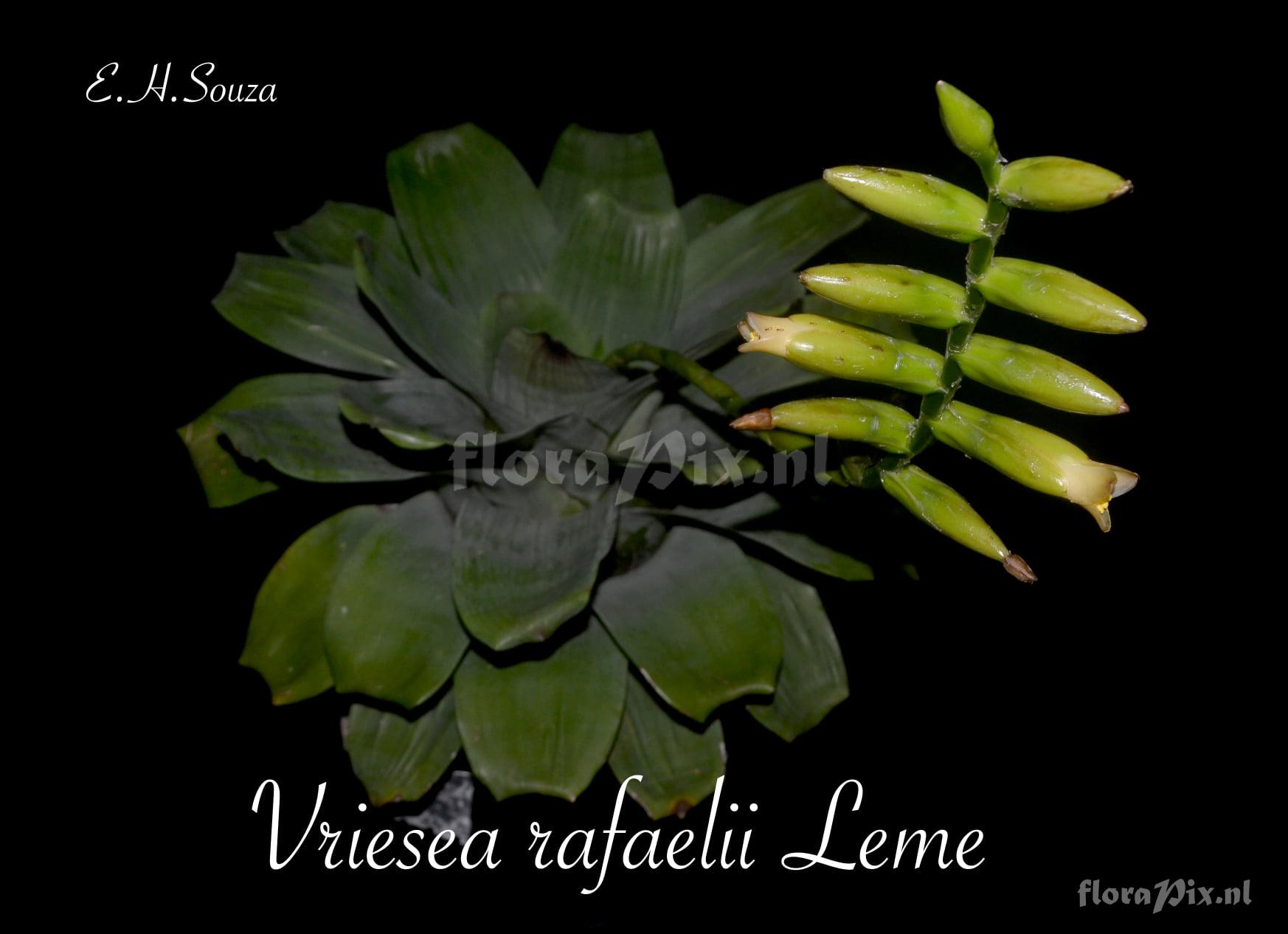 Vriesea rafaelii