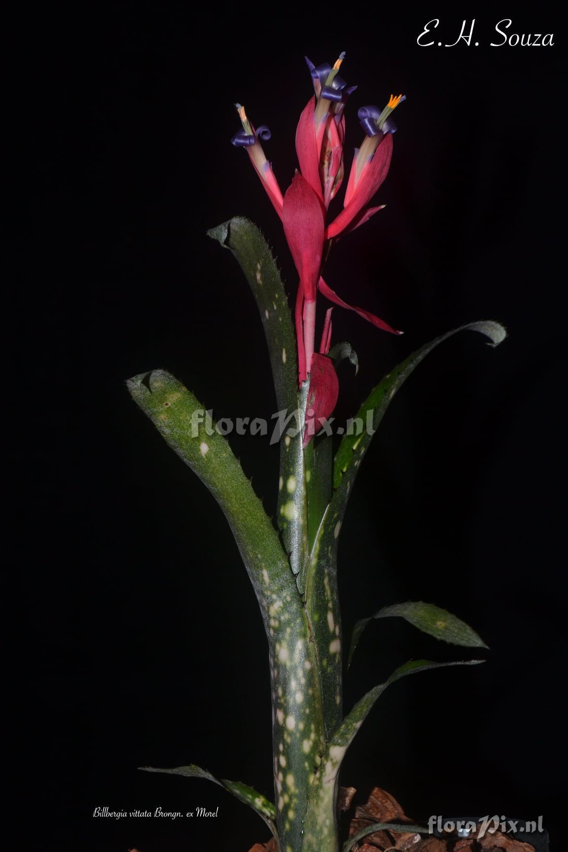 Billbergia vittata