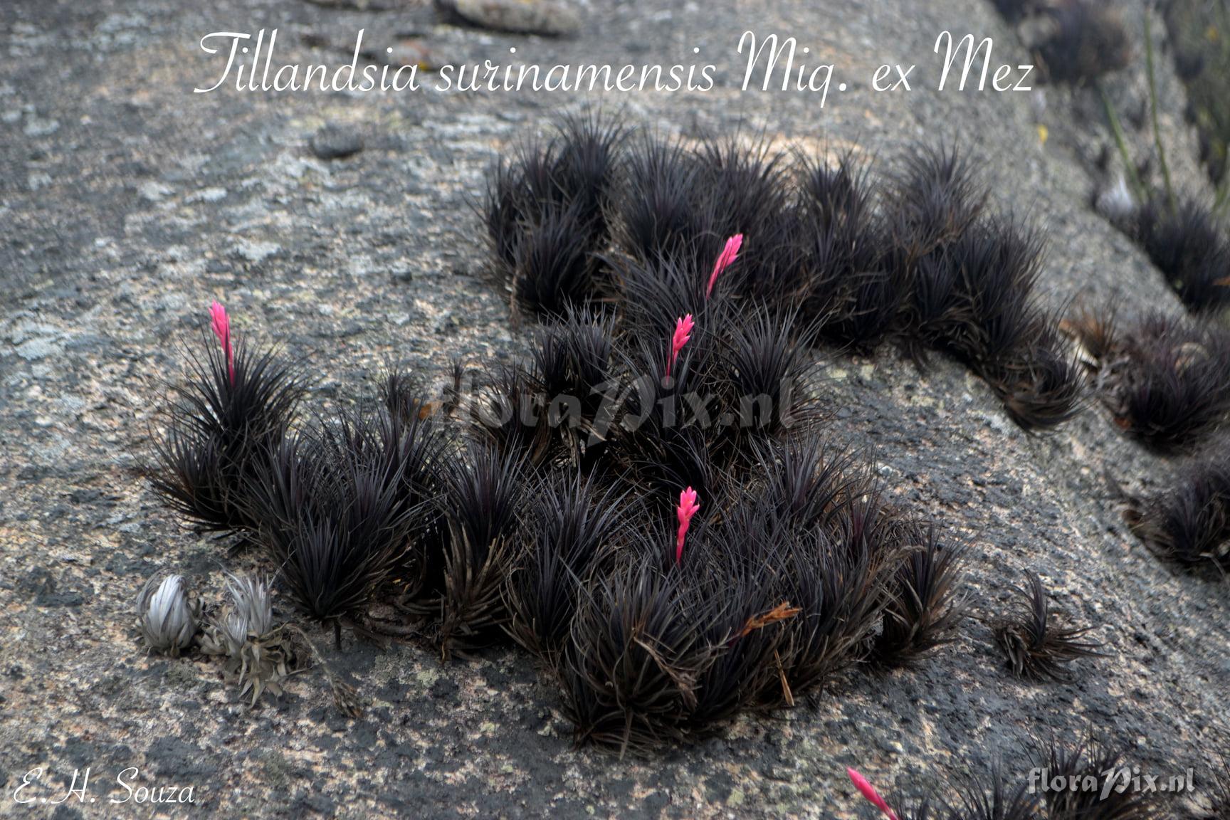 Tillandsia tenuifolia var. tenuifolia