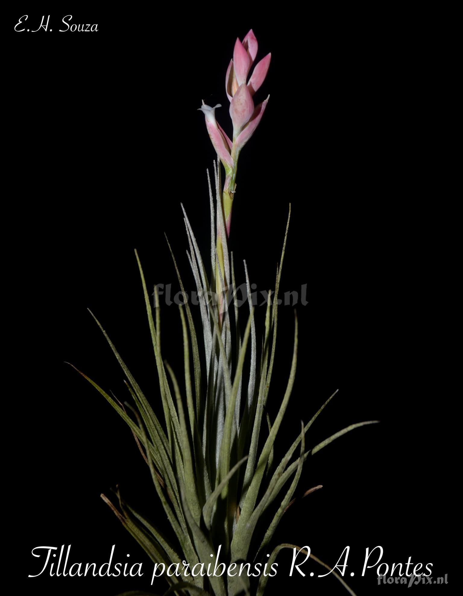 Tillandsia paraibensis