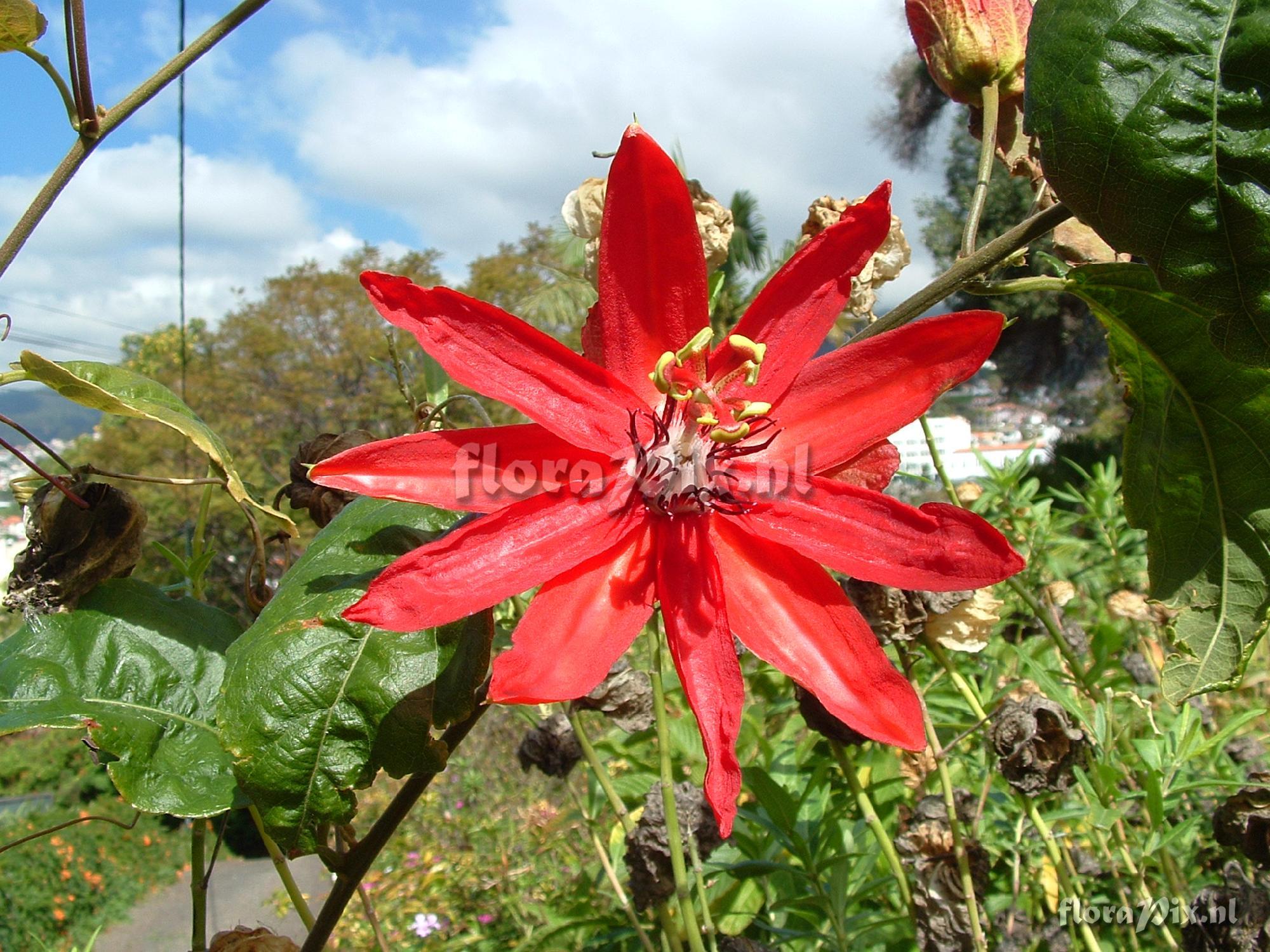 Passiflora (Unknown) NN