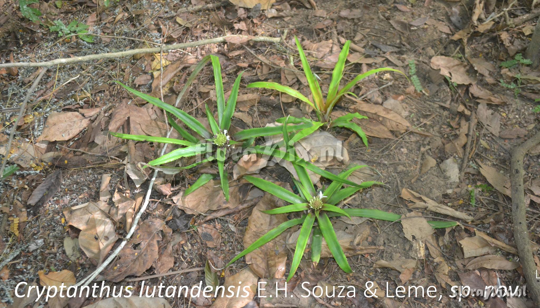 Cryptanthus lutandensis