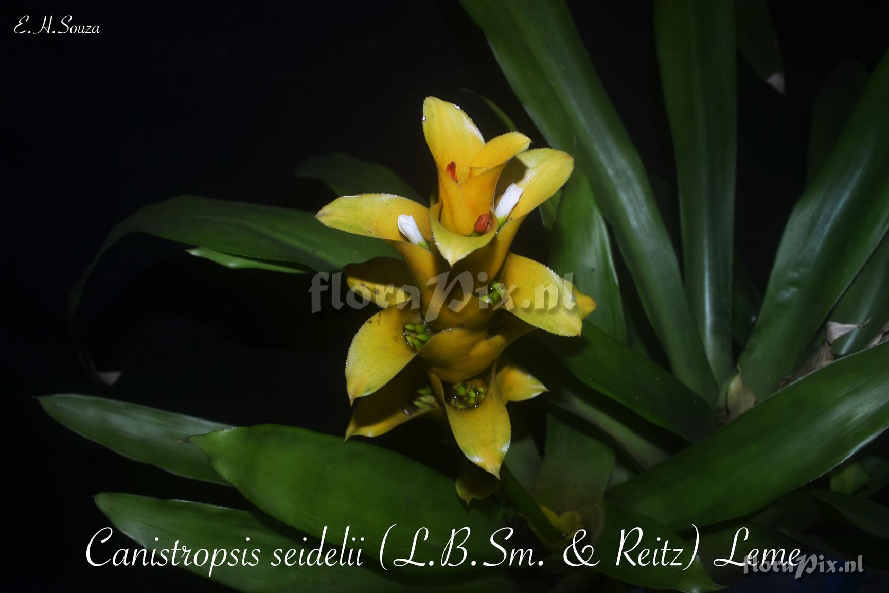 Canistropsis seidelii