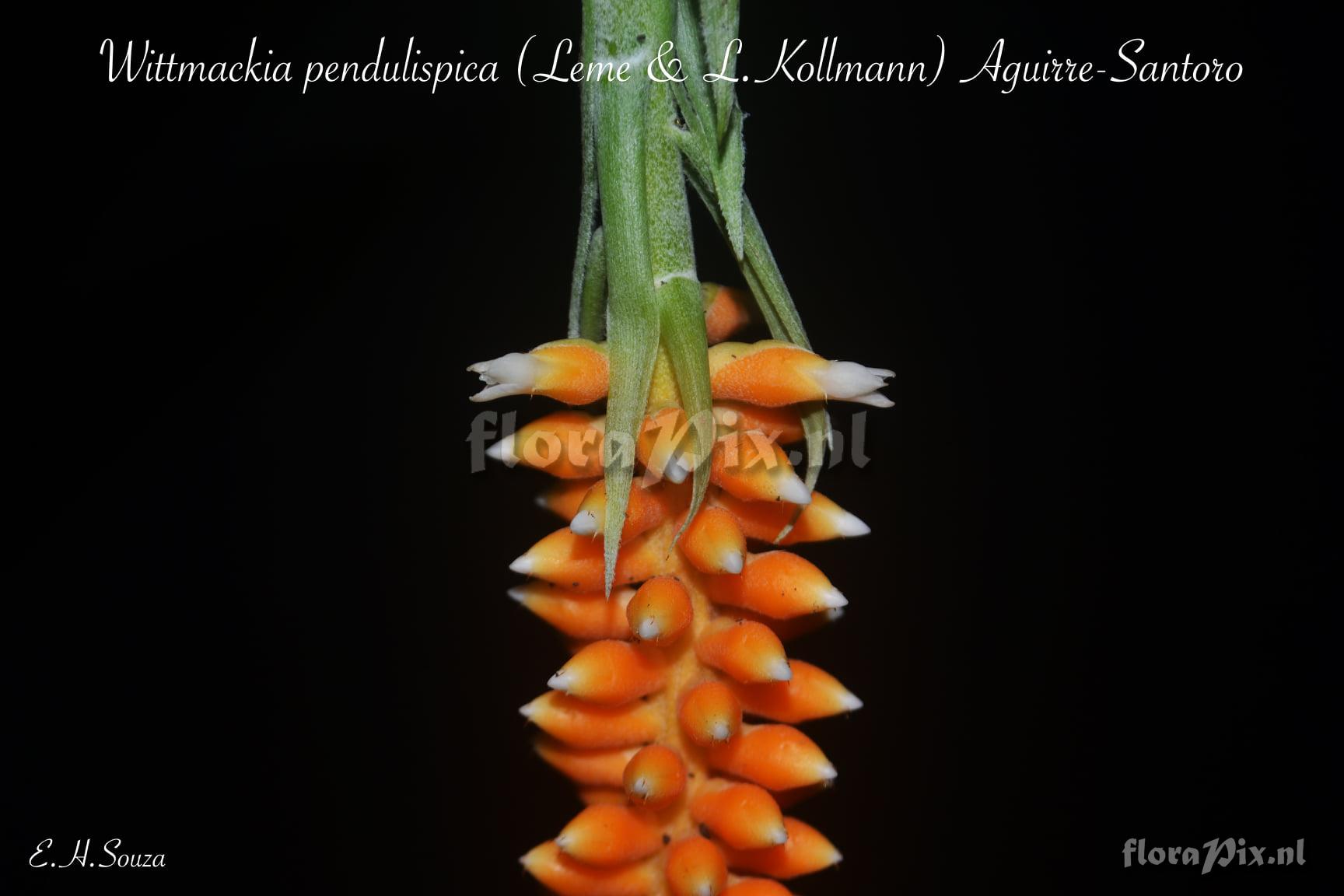 Wittmackia pendulispica