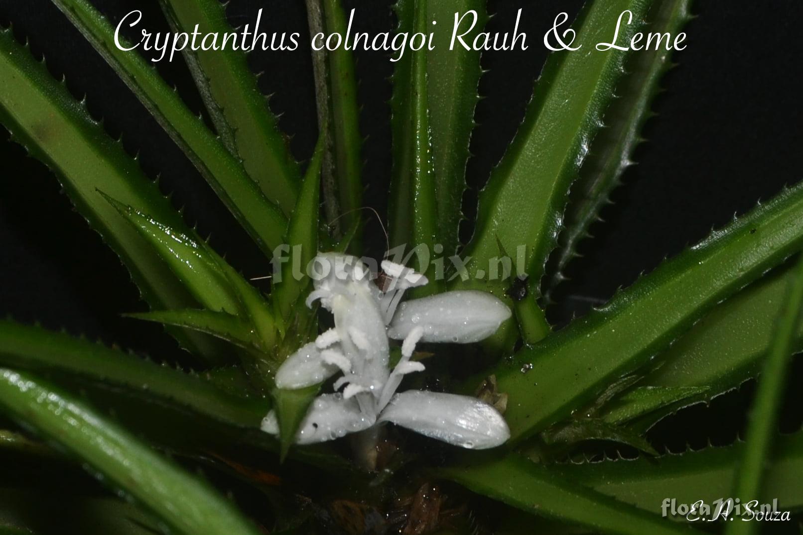 Cryptanthus colnagoi