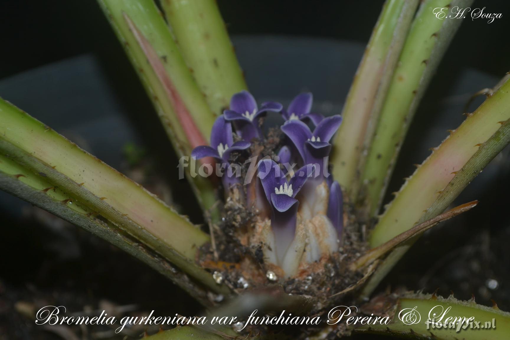 Bromelia gurkeniana var. funchiana