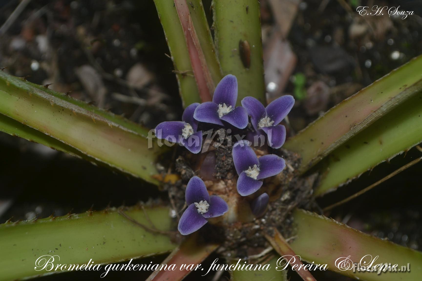 Bromelia gurkeniana var. funchiana