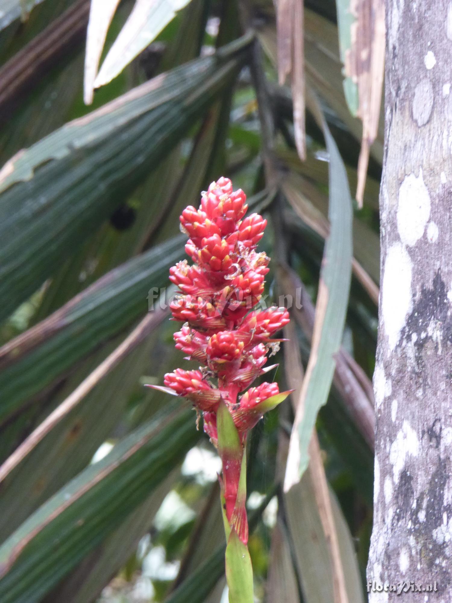 Guzmania kentii