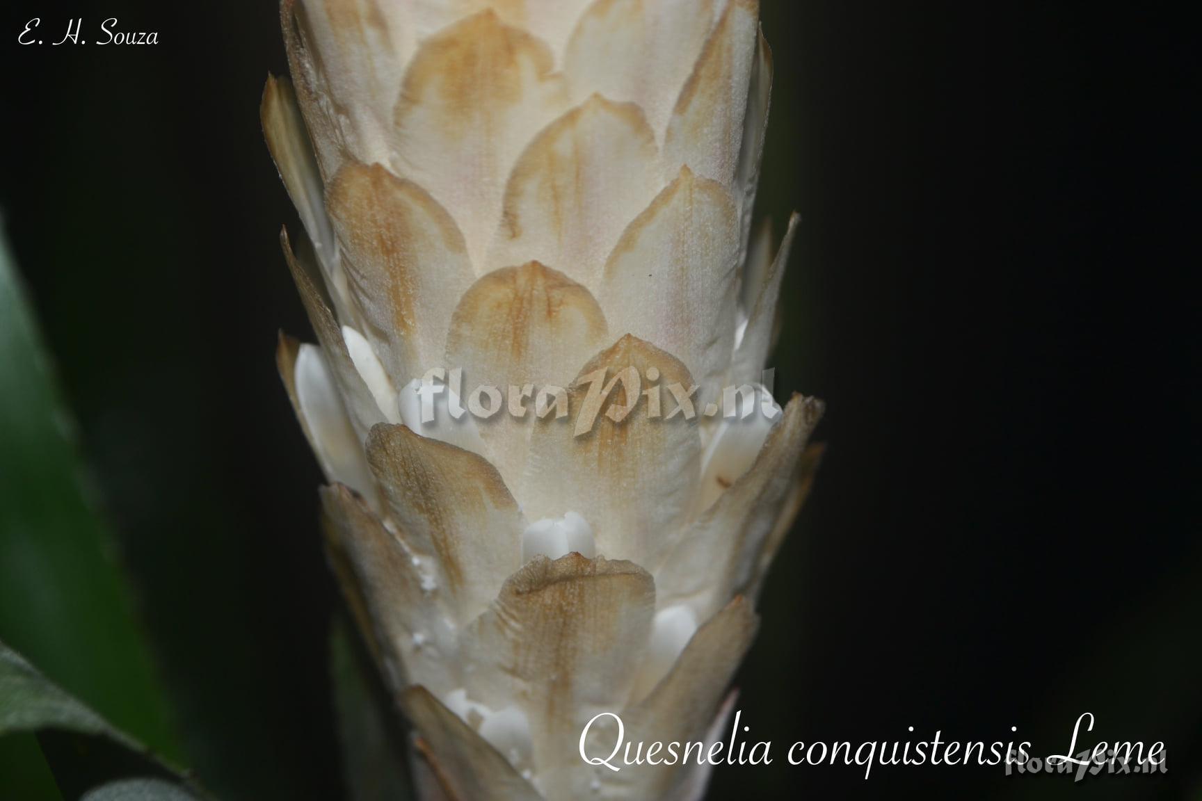 Quesnelia conquistensis